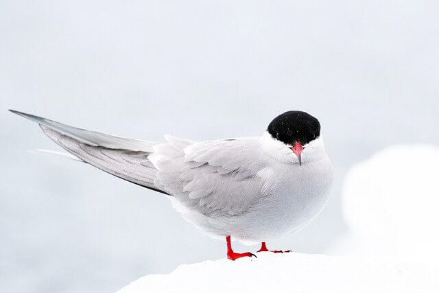 キョクアジサシの写真