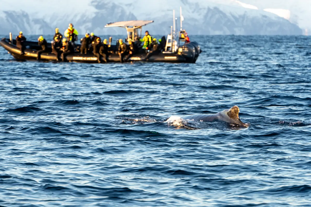 RIBボートの近くに浮上したザトウクジラ