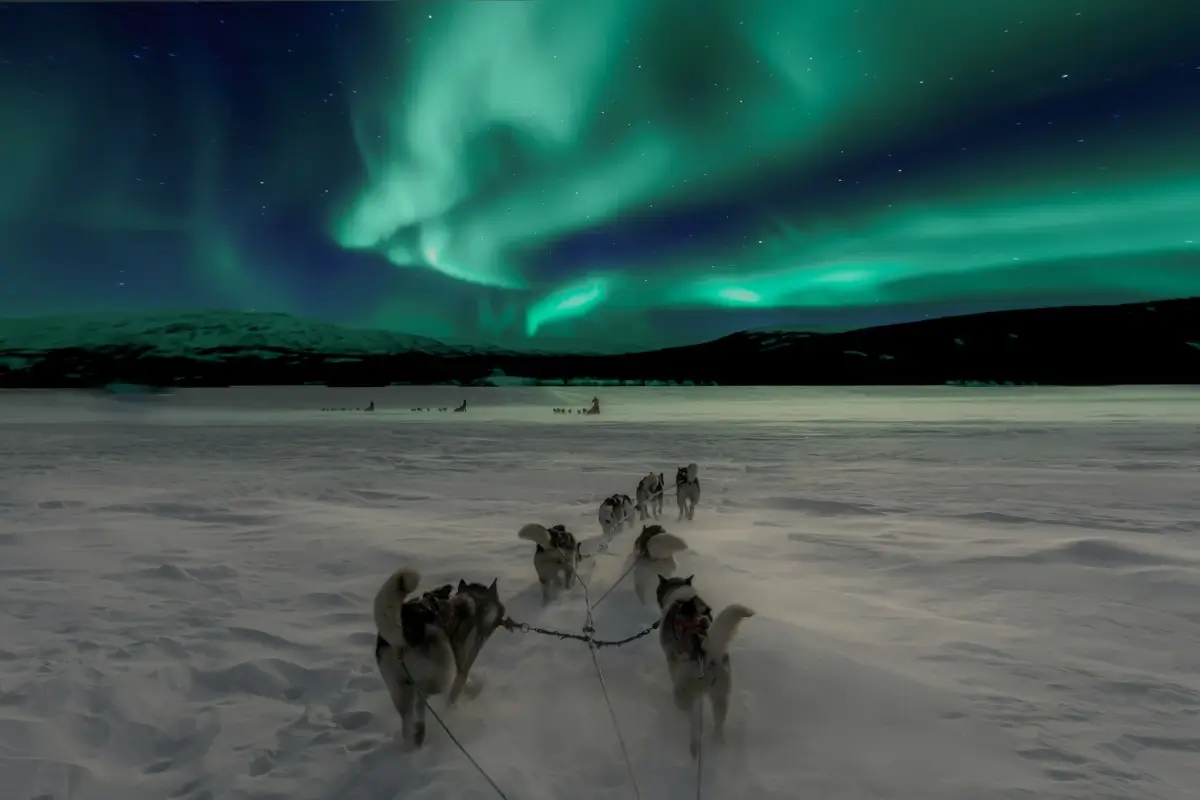 雪原を走る犬ぞりと夜空に広がる緑色のオーロラ