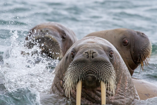 水中にいるセイウチ