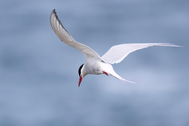 Arctic Tern