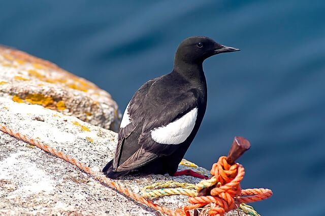 Black Guillemot