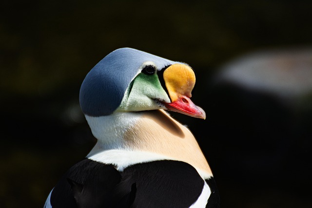 King Eider / Common Eider