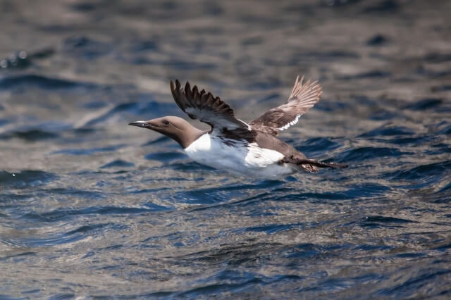 Brünnich's Guillemot