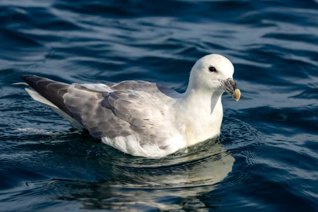 Northern Fulmar