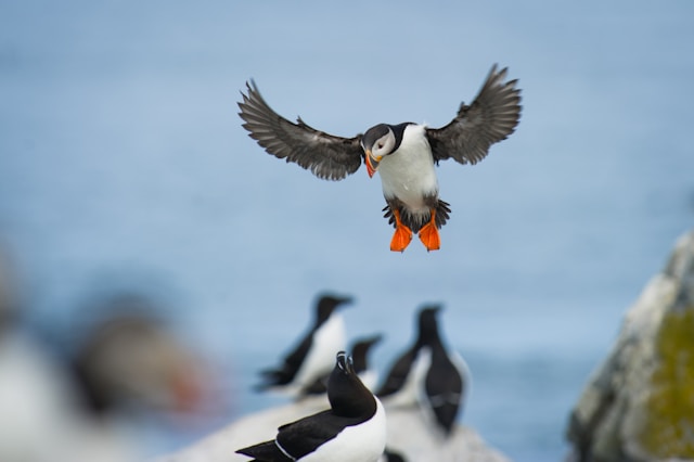 空を飛ぶ海鳥
