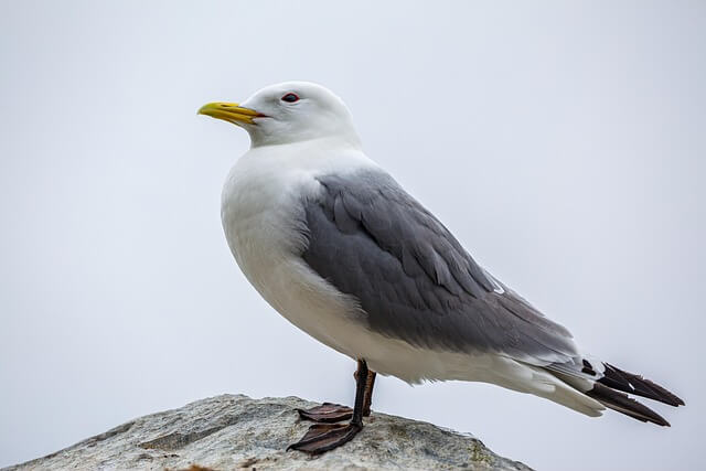 Black-legged Kittiwake