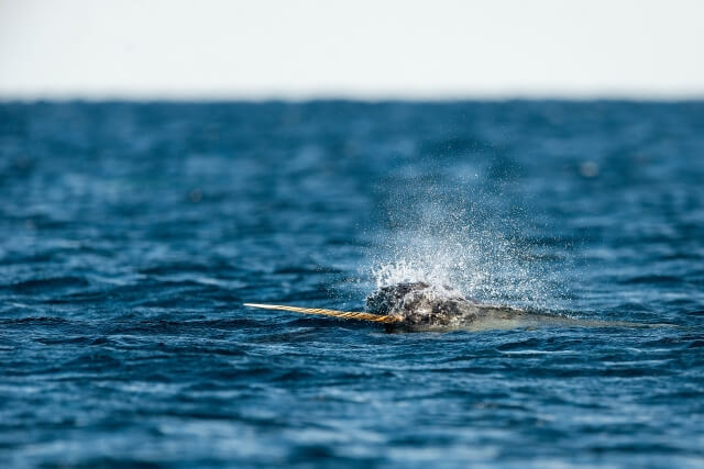 Narwhal