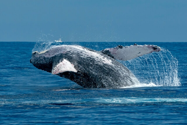 Humpback Whale