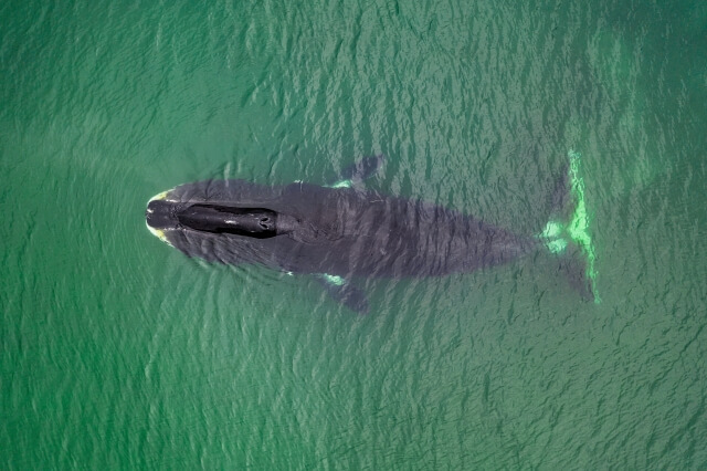Bowhead Whale