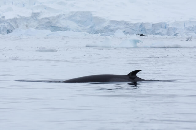Minke Whale