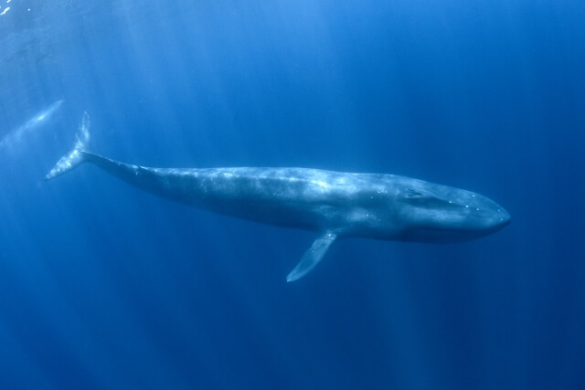 水中で泳ぐシロナガスクジラの写真