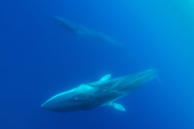 Fin Whale