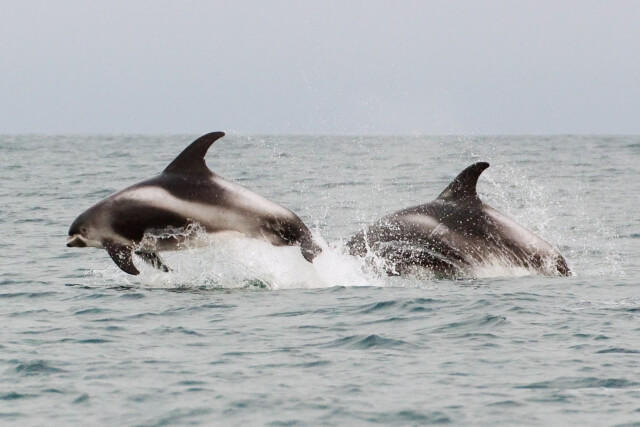 White-beaked Dolphin