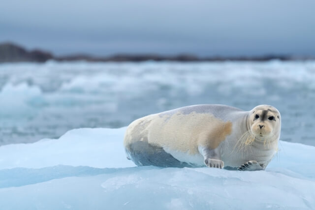 Bearded Seal