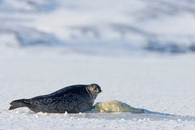 Ringed Seal