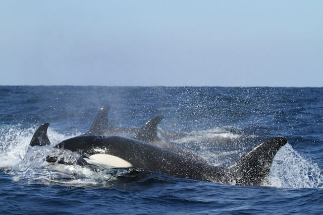 Killer Whale