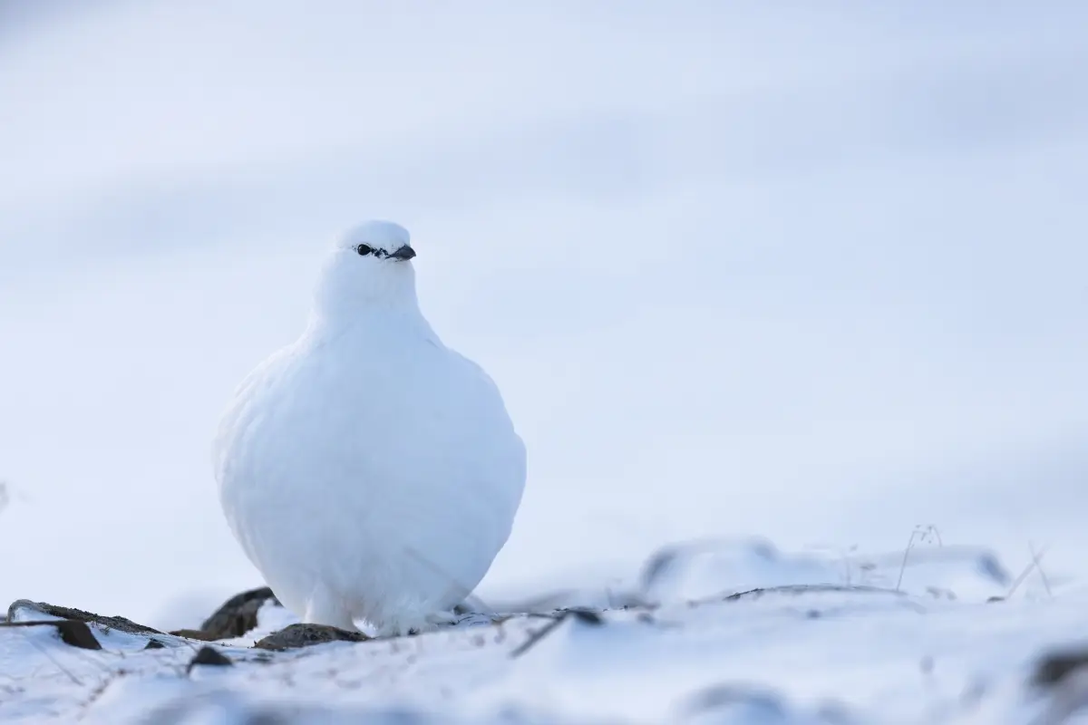 雪景色の中に立つ白いライチョウ
