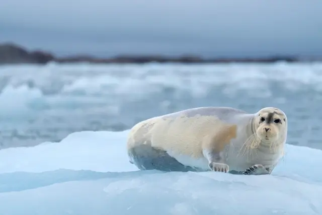 氷の上で休むアゴヒゲアザラシ