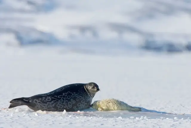 雪の上にいるワモンアザラシ