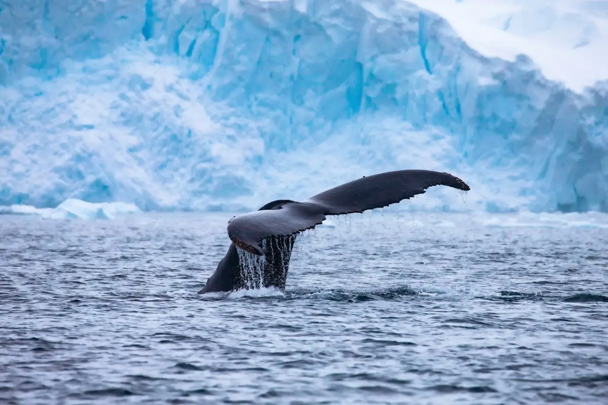 氷河を背景に海面へ尾びれを見せるクジラ