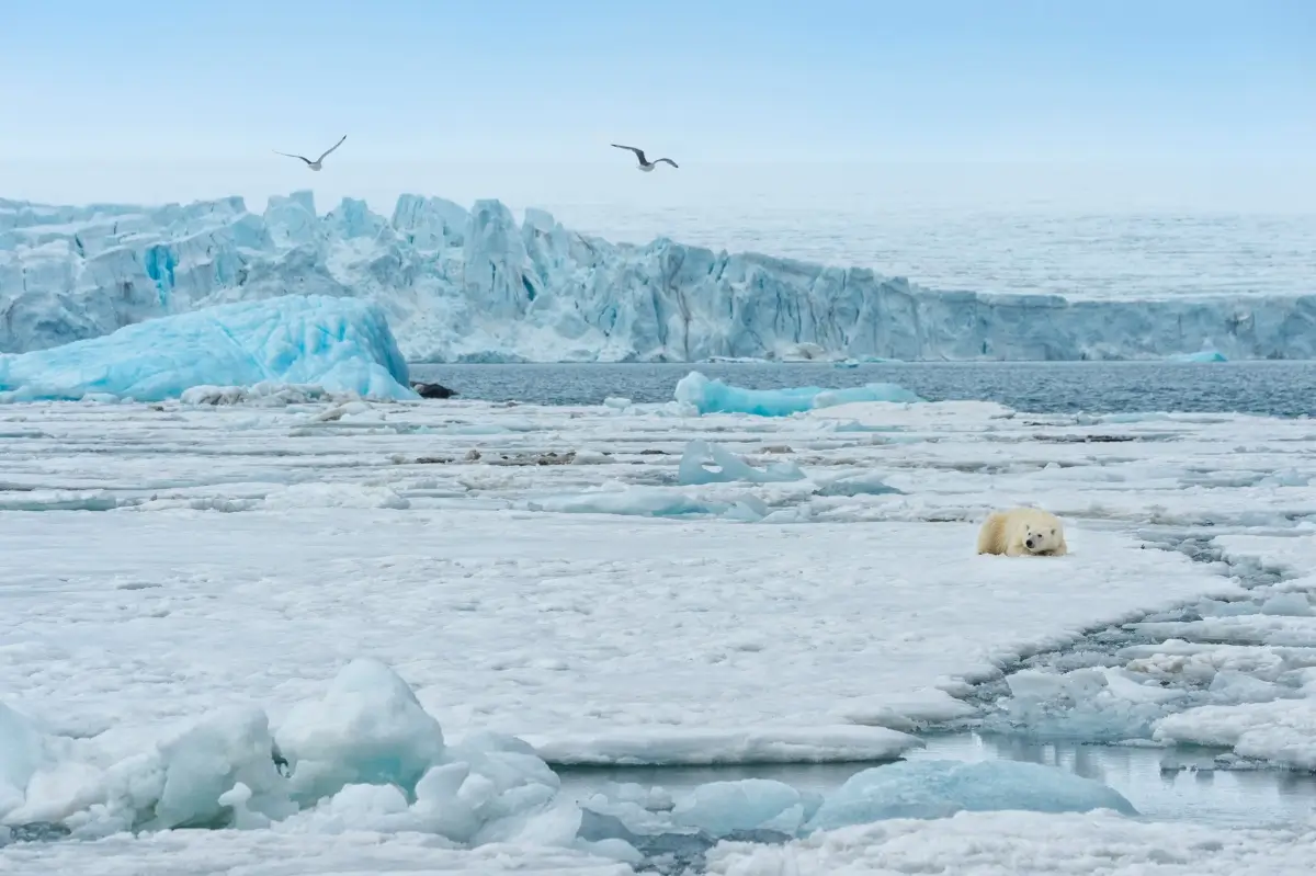 海氷の上にいるホッキョクグマと氷河の風景