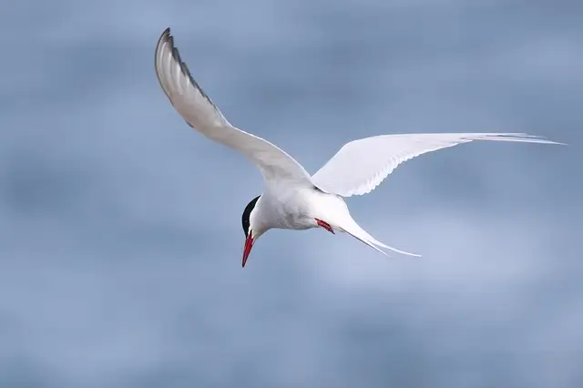 Arctic Tern