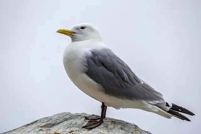 Black-legged Kittiwake
