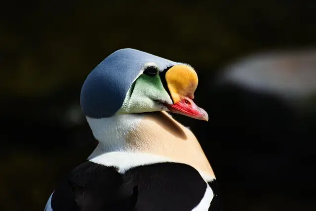 King Eider / Common Eider