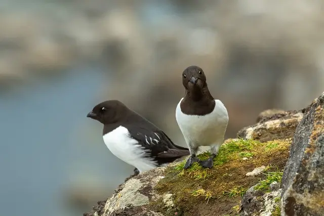 Little Auk