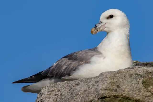 Northern Fulmar