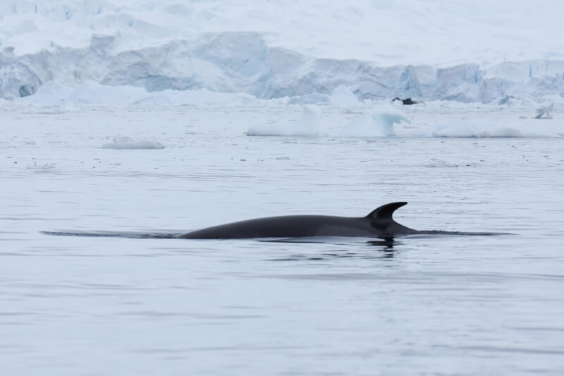 氷河を背景に泳ぐクジラ
