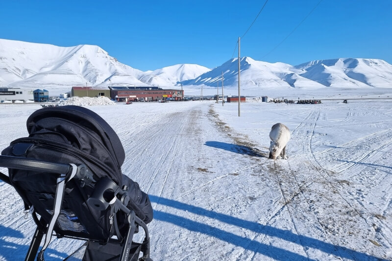 雪景色のロングイェールビーン街中でベビーカーでの散歩中の野生のトナカイに遭遇