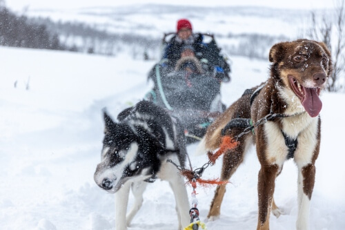 北ノルウェーの雪原を駆ける犬ぞりに乗る旅行者たち