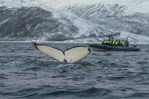 トロムソ周辺のフィヨルドで、クジラが海にダイブする様子をRIBボートから見ているホエールウォッチングツアーの参加者