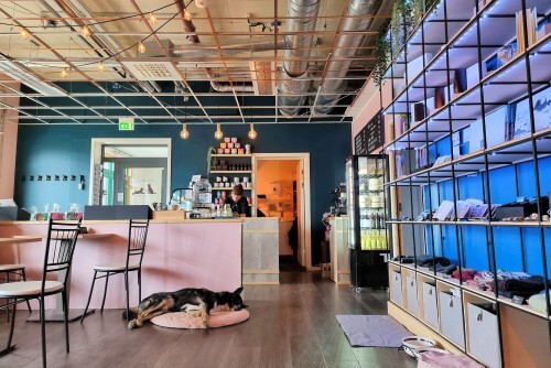 Café Huskiesの店内ではハスキー犬が寝そべっている