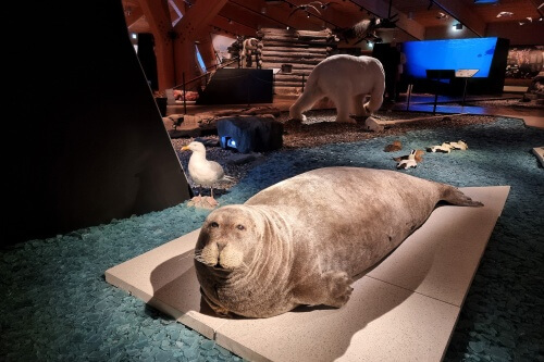 スヴァールバル博物館内には北極に生息する野生動物たちの剥製が展示されている