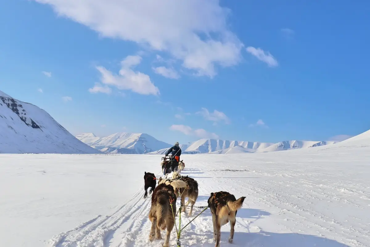 スヴァールバル諸島の雪景色を犬ぞりで駆け抜けるツアーガイド