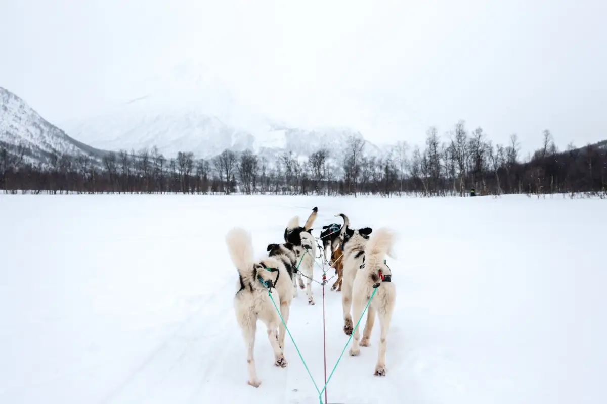 犬ぞりで雪原を進む様子と遠くに見える雪山