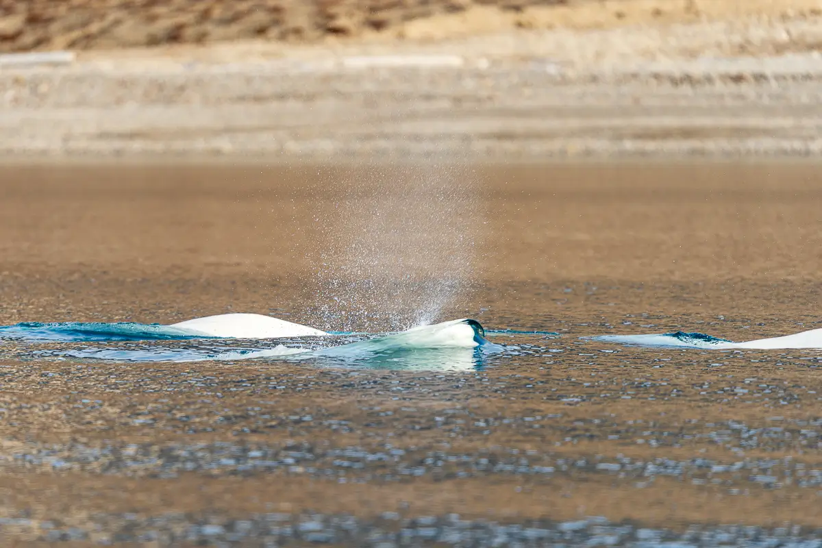 海面に浮上して噴気を上げるベルーガ