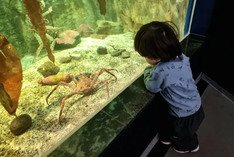ポラリアの水槽で大きなカニを観察する息子