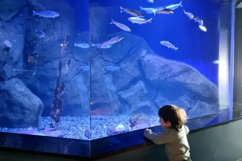 ポラリアの大きな水槽で泳ぐ魚を見上げる息子