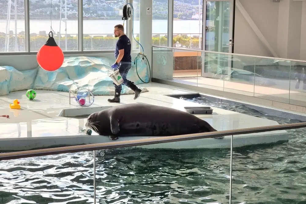 ポラリアの餌やりタイムに見たアザラシと飼育員