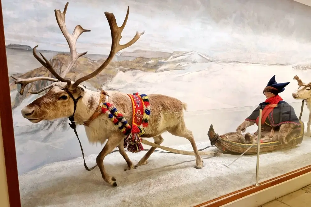 トロムソ博物館のトナカイがそりを引く様子を再現した展示